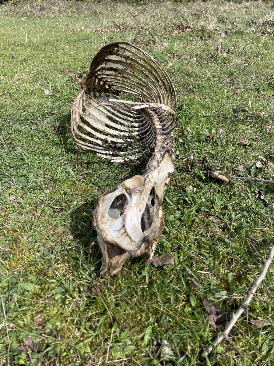 Saw this skeleton whilst walking over Studland, can anyone confirm what animal it is, assume sheep? #skeleton #ID #studland