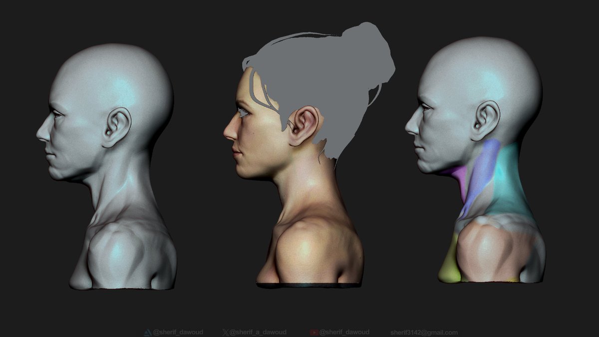 sherif_a_dawoud's tweet photo. neck anatomy, side view https://t.co/JgNlyv0SDd