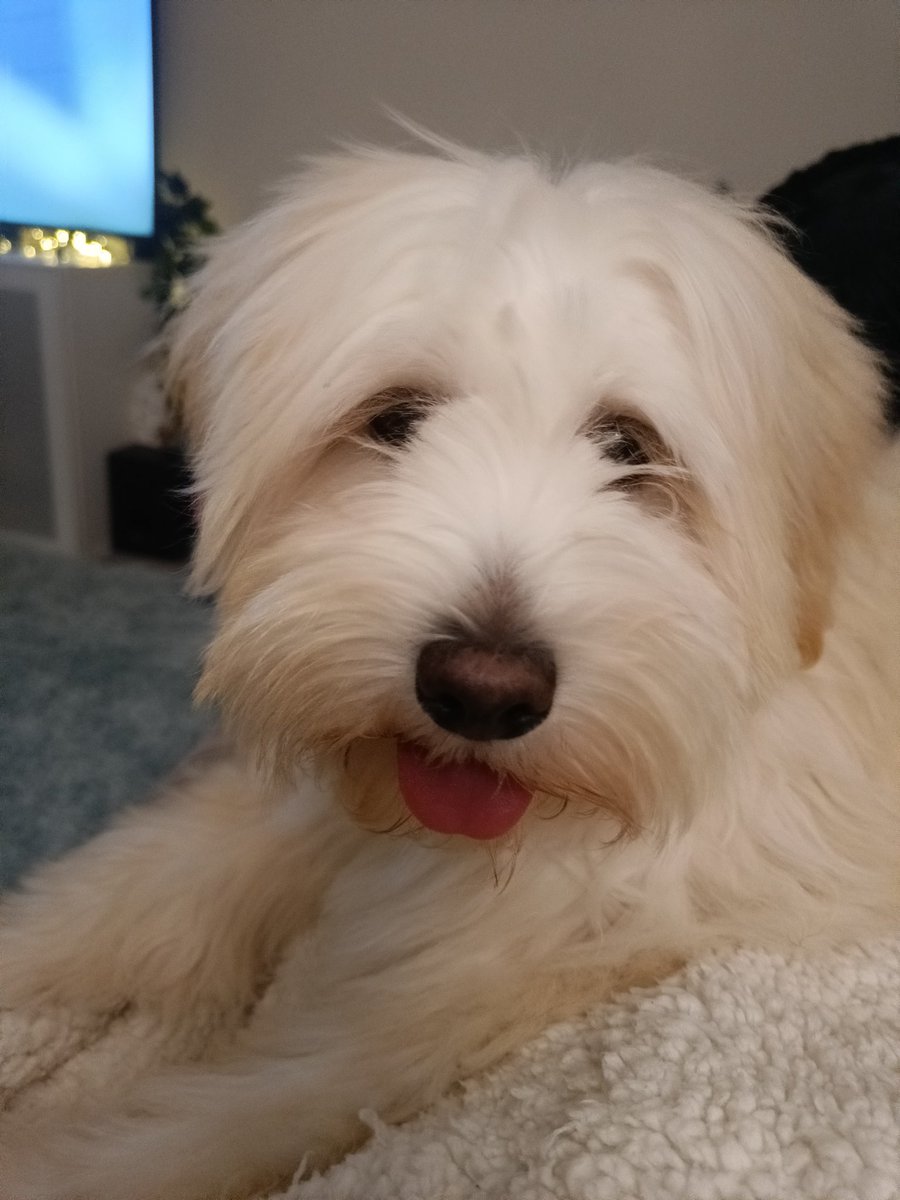 little_pengelly's tweet image. Home to the floofster!
#Ruby 
#RubyWoo