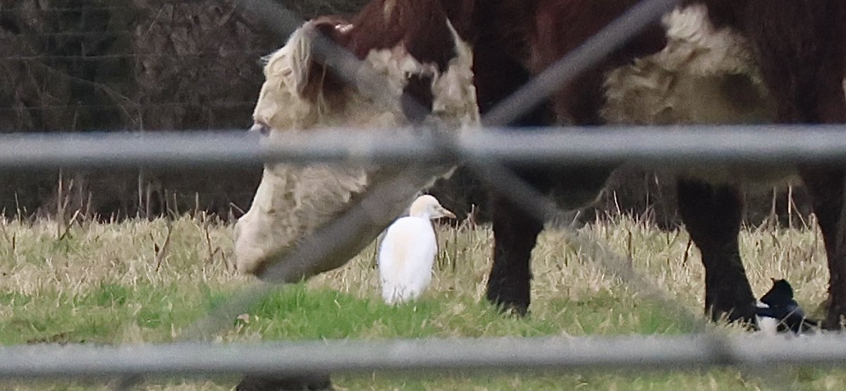 Few pics of today’s Cattle Egret in the Sandwell Valley W Mids. 40+Mtrs away & through a gate to avoid flushing the bird.