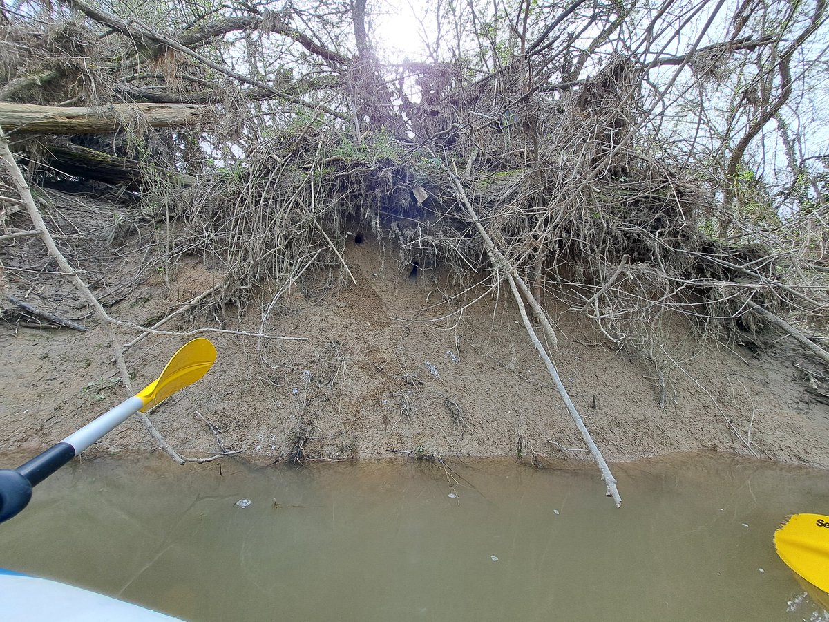 SandraHodic's tweet photo. New skill/experience unlocked! Successful Kingfisher monitoring on a nice spring day! 😊😁 Was so happy to have this experience! 😊 What is next, I wonder??? 😎 https://t.co/AnAhnB9lGs