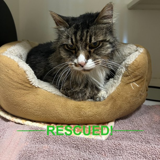 This handsome man is TJ. He's 17+ years-old and was surrendered at a local shelter, which is no place for a senior cat. So we rescued TJ to give him a nice, comfy space with lots of room, windows, and plush beds. Welcome to SNAP Cats, TJ! #snapcats #specialneedscats #snap_cats