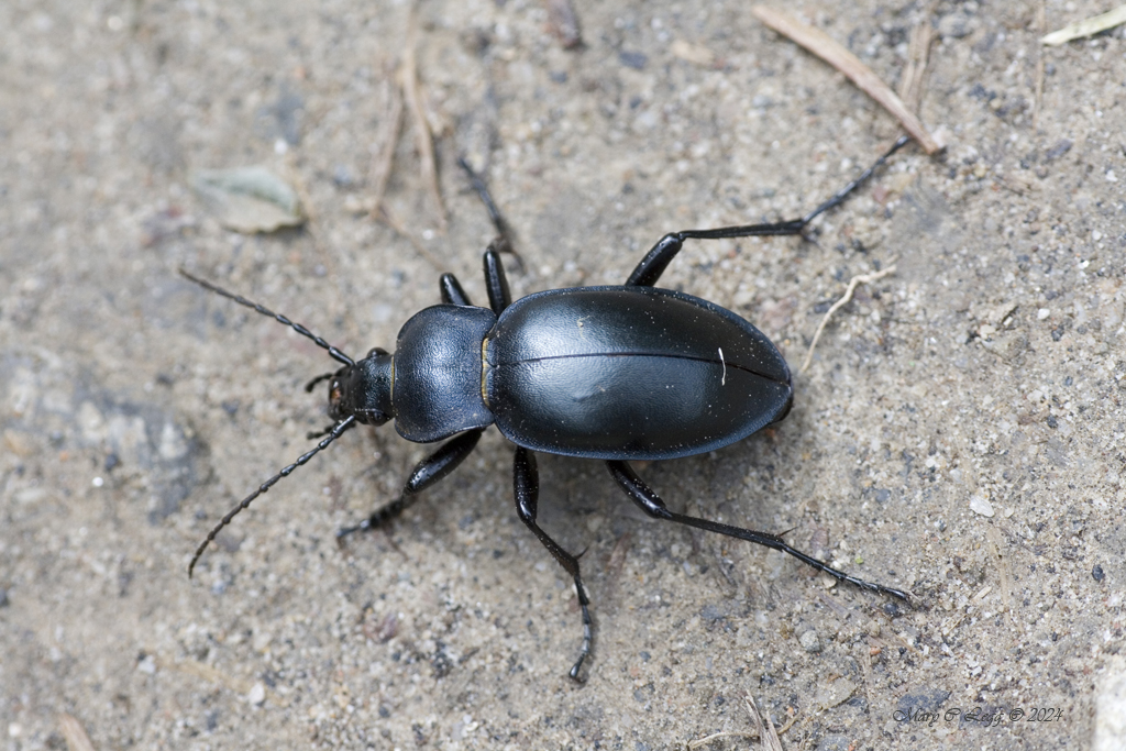 Carabus glabratus Canon 400D  EF 100 2.8  f/4.5  1/250  iso: 400  Srbsko, Czech Republic  5/29/2010  #Coleoptera #Carabidae #beetles #AmazingBeetles #GroundBeetles #insects #invertebrates #Macro #grasslands