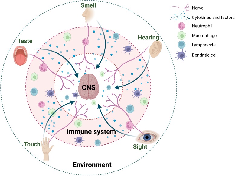 'The immune system as a messenger between senses and the brain'. journals.lww.com/nrronline/full…