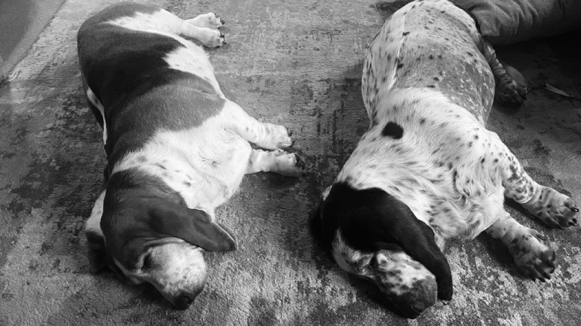 Show our community your pets hard at work 

I’ll go first.