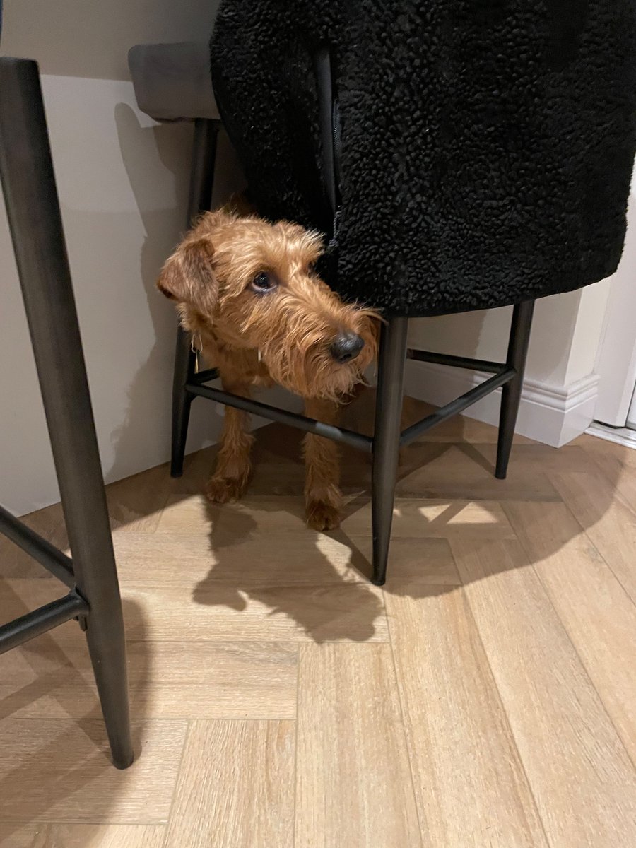 Here I am, avoiding the evening walk in the rain!! 🫣🫣🫣💃 Surely they won’t see me hiding underneath the chair. 🙄🙄🙄 #Odinthetrickster #noWalk