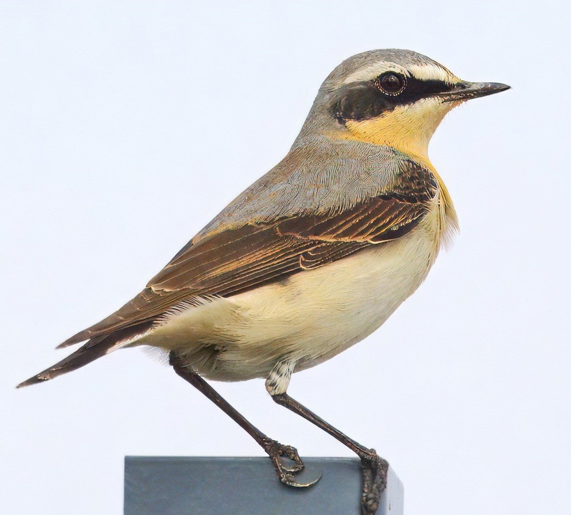 1 of the 2 Wheatears at Orgreave this afternoon.