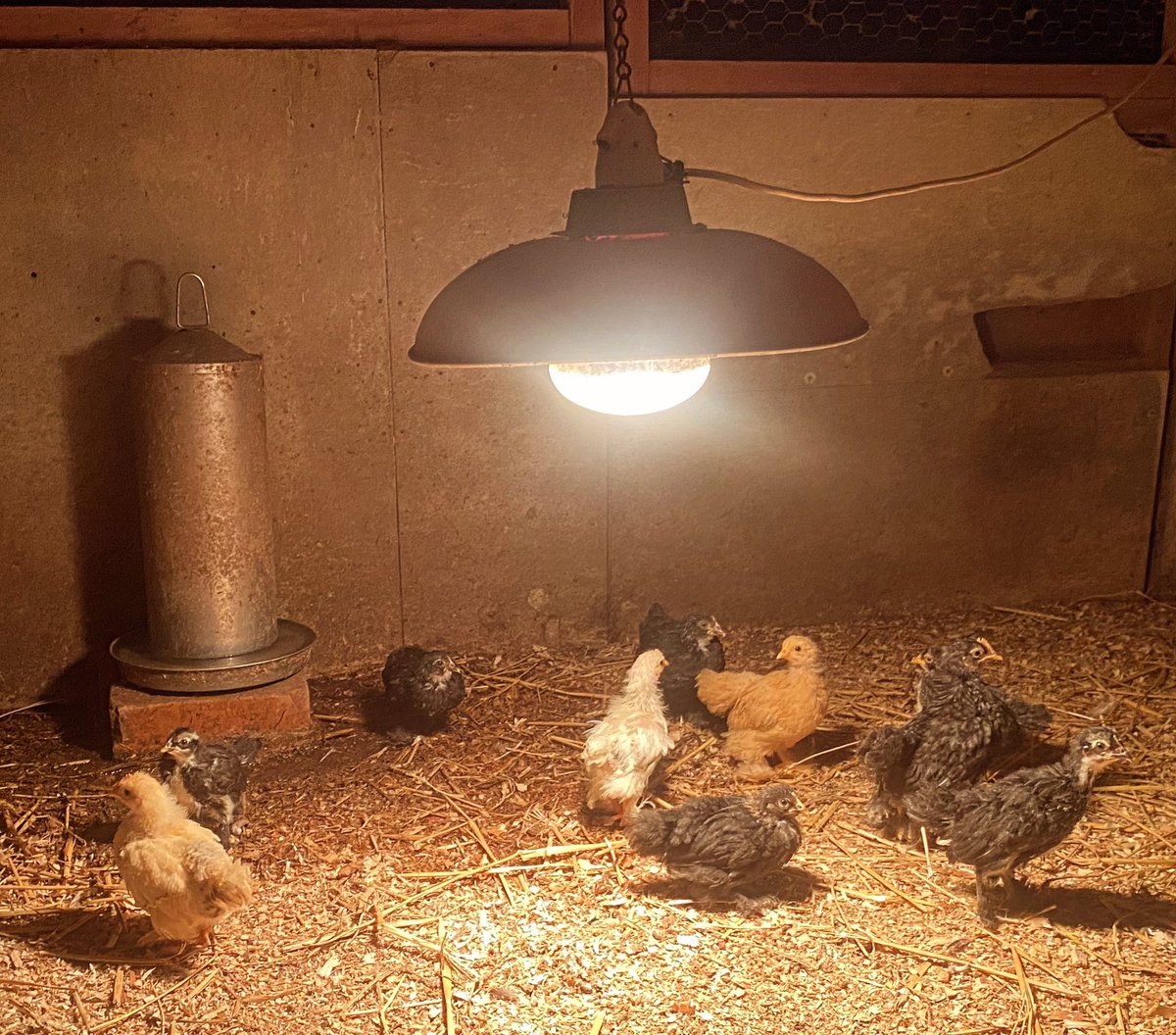 BotanyFarm's tweet image. Our Batam chicks are growing well #botanybay #enfield #farmshops