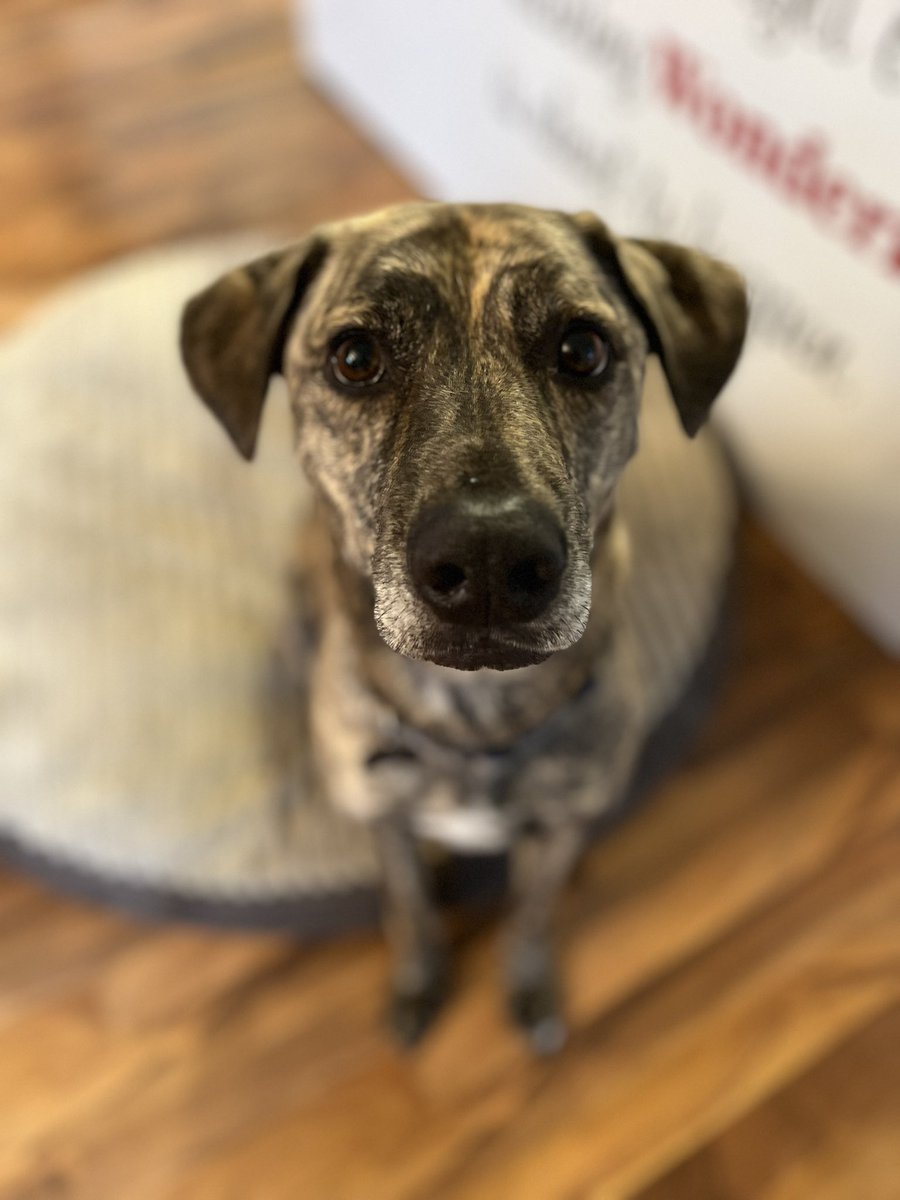 cdtellier's tweet photo. It’s a rainy, dreary day in #Sudbury so here’s a picture of my dog judging me hard for immediately putting on my pyjamas after work. #MaceyBB #JudgeyMcJudgerson #stayingintonight 🌧️ https://t.co/DDXCQhFXu3