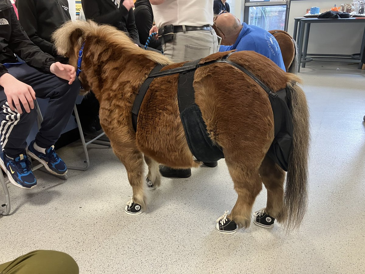 St Ambrose & Buchanan HS Home School Partnership (@stambrosebucha1) on Twitter photo Loved, loved, loved the Therapy Ponies <a href="/Buchanan_HS/">Buchanan High School</a> today. The young people did too! 👀 the ponies are wearing shoes! 🥰<a href="/BuchananParent/">Buchanan Parent Council</a> <a href="/NLCYouthwork/">NLCYouthwork</a> Loved, loved, loved the Therapy Ponies <a href="/Buchanan_HS/">Buchanan High School</a> today. The young people did too! 👀 the ponies are wearing shoes! 🥰<a href="/BuchananParent/">Buchanan Parent Council</a> <a href="/NLCYouthwork/">NLCYouthwork</a>