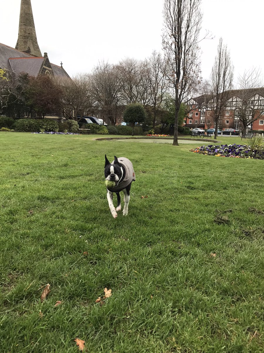 ClaireLDutton's tweet image. Hello Monday 🐾 Luna got that Easter holiday feelin 🎾 Working from home today, so a lovely walk first thing in the morning to start a new week! 🌸 #mondaywalk #gardens #runabout #metime #exercise #health #wellbeing #colwynbay