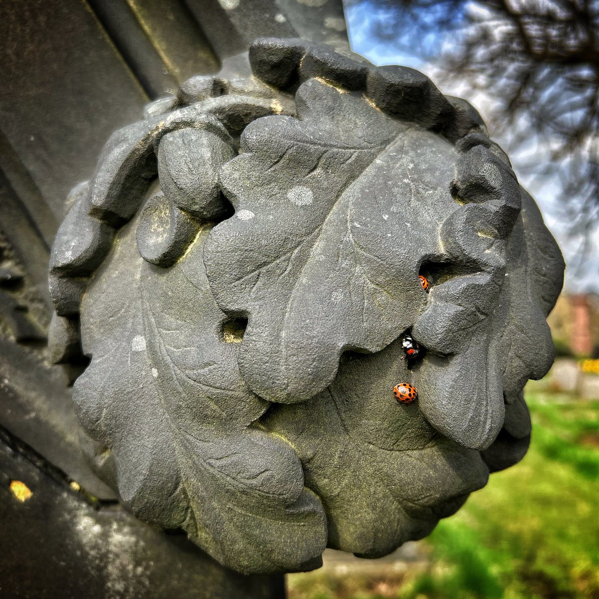 Ladybirds making themselves at home at Undercliffe.