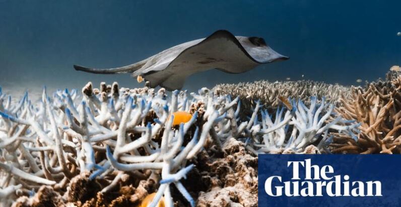 GIFT member Daniel Gschwind addresses coral bleaching urgency in tourism. theguardian.com/environment/20… #sustainability #gift @Griffith_THS @Griffith_Uni @GriffithBiz