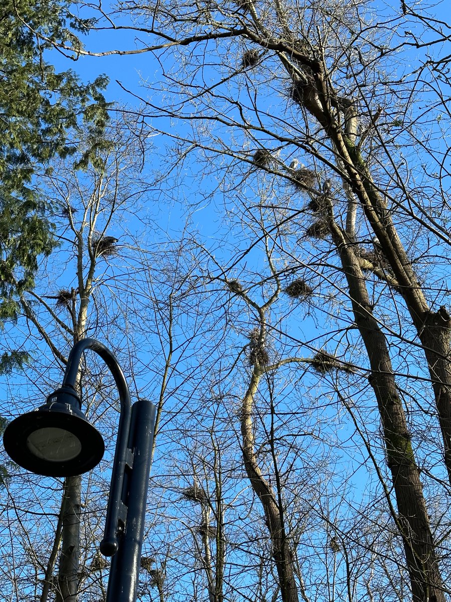 Spring great blue heron colony has arrived at @CityofBurnaby Deer Lake @GlobalBC @KGordonGlobalBC #weatherwindow