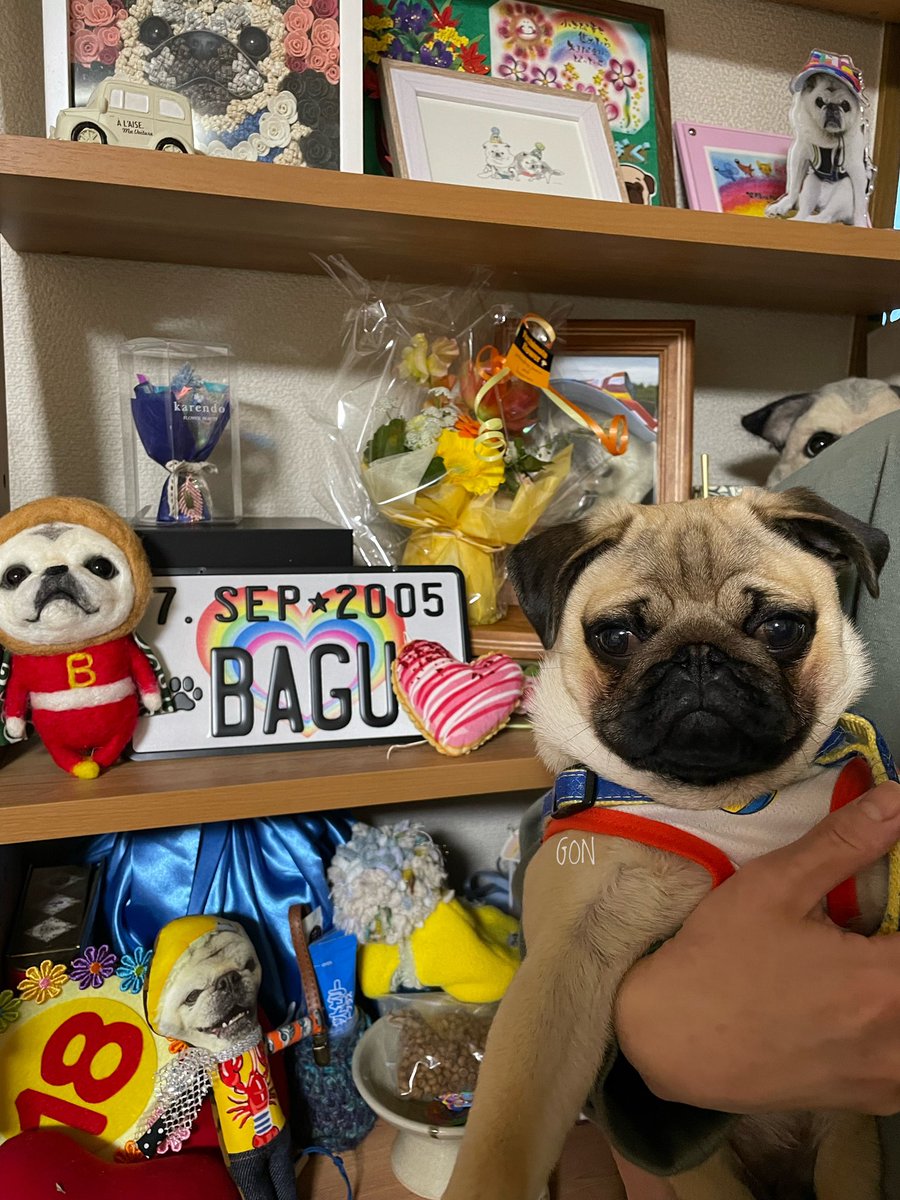 pugbagu tweet picture