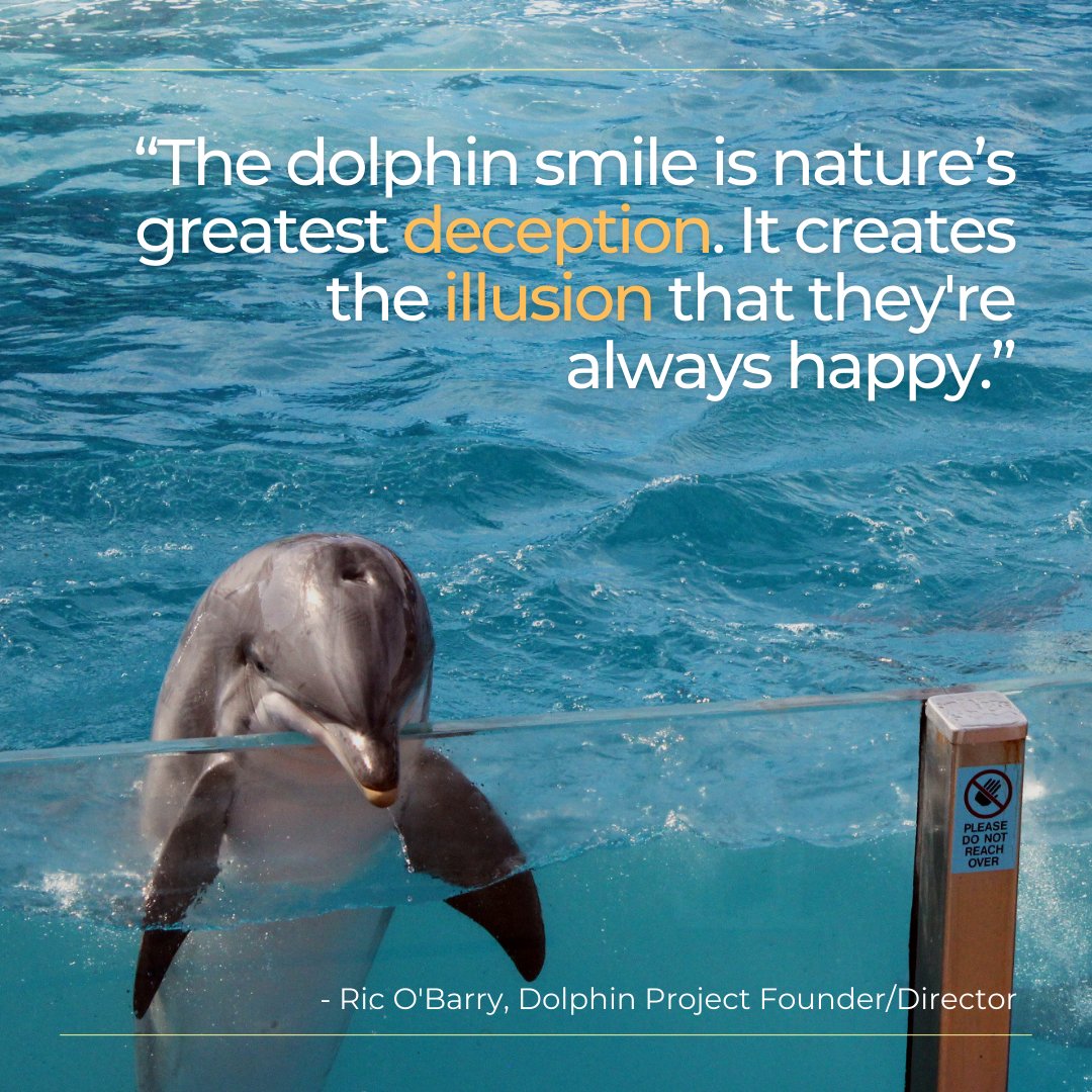 Dolphin_Project tweet picture