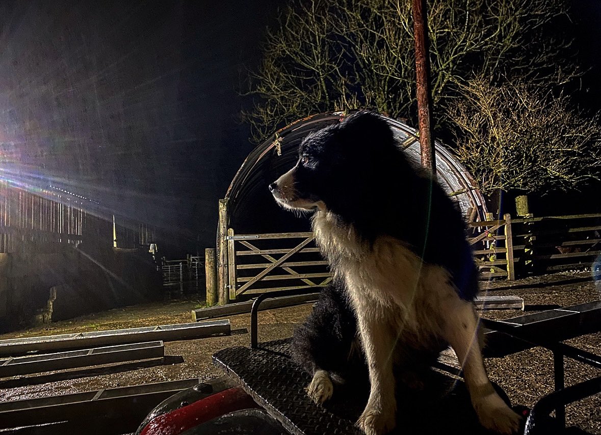 Another cold 🥶 wet and windy night on the hill .. my best lad and constant by my side … 🙏🌬️🌬️🌬️🐑🌬️🐑🐑🐑🌬️🐑🌬️🐑🐑