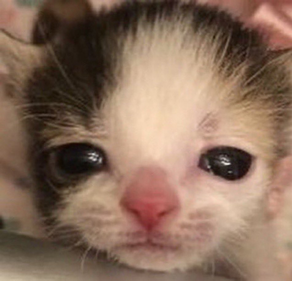 jennie⋆𐙚˚⊹♡ OR3 tweet media