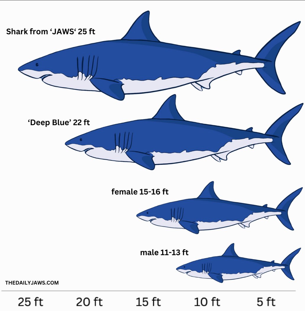 American Dad on X: Did you know that the biggest great white shark ever  recorded was only 4ft smaller then the one in Jaws? 21ft vs 25ft 😳   / X