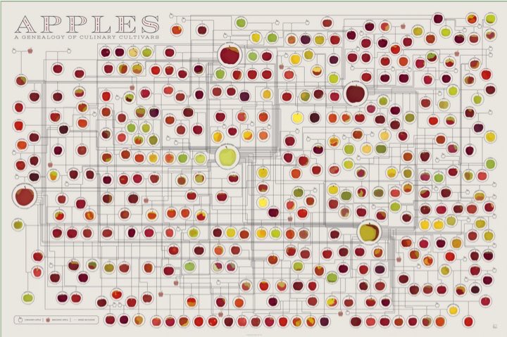 Surprise! Your favorite #Apples likely trace back to just 5 ancestral varieties. #GeneticDiversity