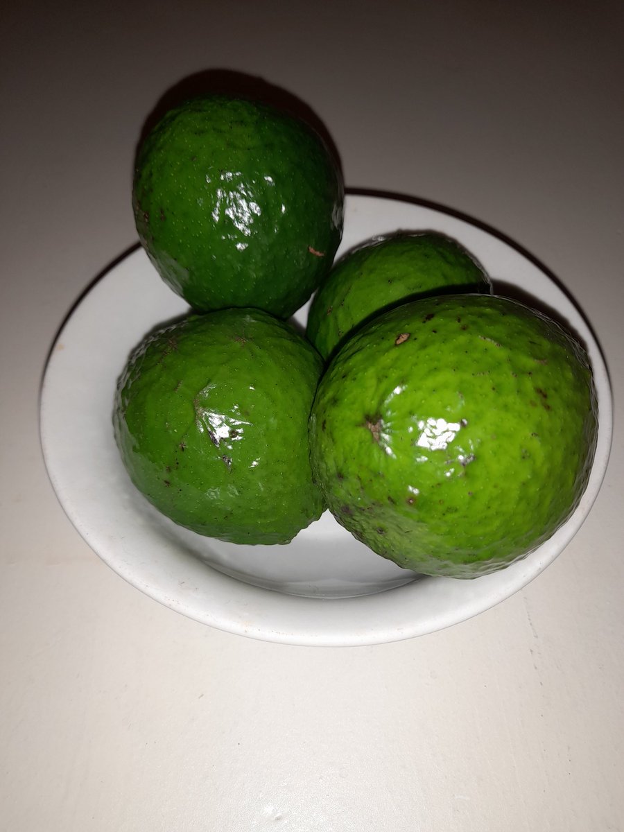 JOJO1960's tweet photo. Tengo 4 paltas tengo😋 https://t.co/1HSUjKHt5J