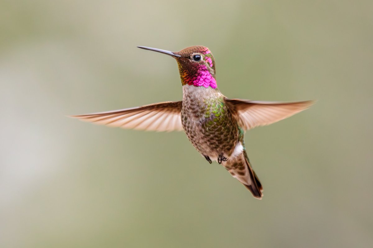 Another Anna's Hummingbird in flight photographed with a Canon 5D Mark IV & 100-400mm f/4.5-5.6L lens +1.4x III. #hummingbird #wildlife #birdwatching #birdphotography #nature #teamcanon #canonusa