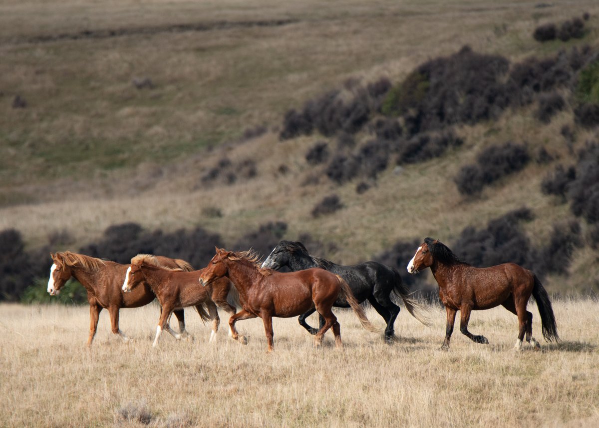 Along with Kaimanawa Heritage Horses, we are calling for experienced horse owners to rehome some of the more than 200 wild horses from the Waiouru Military Training area during this year’s annual muster. Find out more here: bit.ly/3VDKtcD