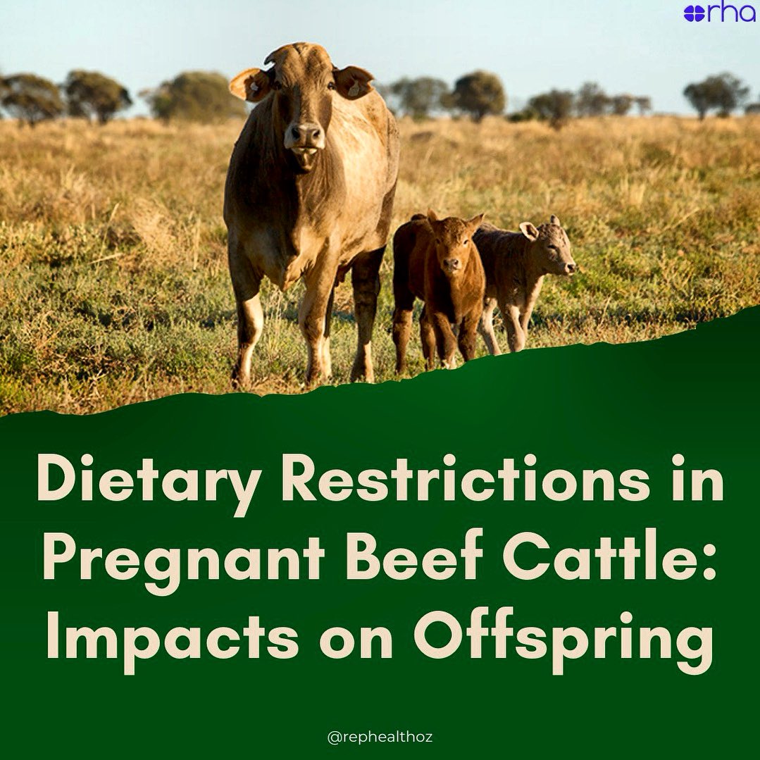 RepHealthOz's tweet photo. Preventing malnutrition in pregnant #beefcow is crucial for #calfhealth & superior muscle marbling in cattle. 🐄
Australian scientists' #research drives #agricultural practice improvements for better economic & welfare outcomes in Australia's beef cattle industry. https://t.co/GT6yWNB2Cn