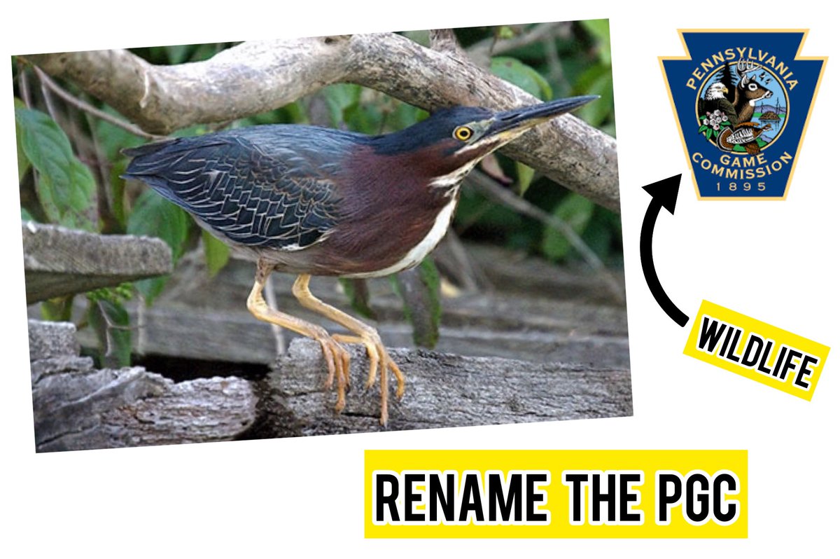 tanichols's tweet photo. Just 16% of the 480 wildlife species managed by PA’s state #wildlife agency is considered game. Time to bring the name into the 21st Century! Sign the petition today to #RenameThePGC at https://t.co/mjFySONhlG @GovernorShapiro @PaHouseDems @PAHouseGOP @PaSenateDems @PASenateGOP https://t.co/TUPD0pq2wa