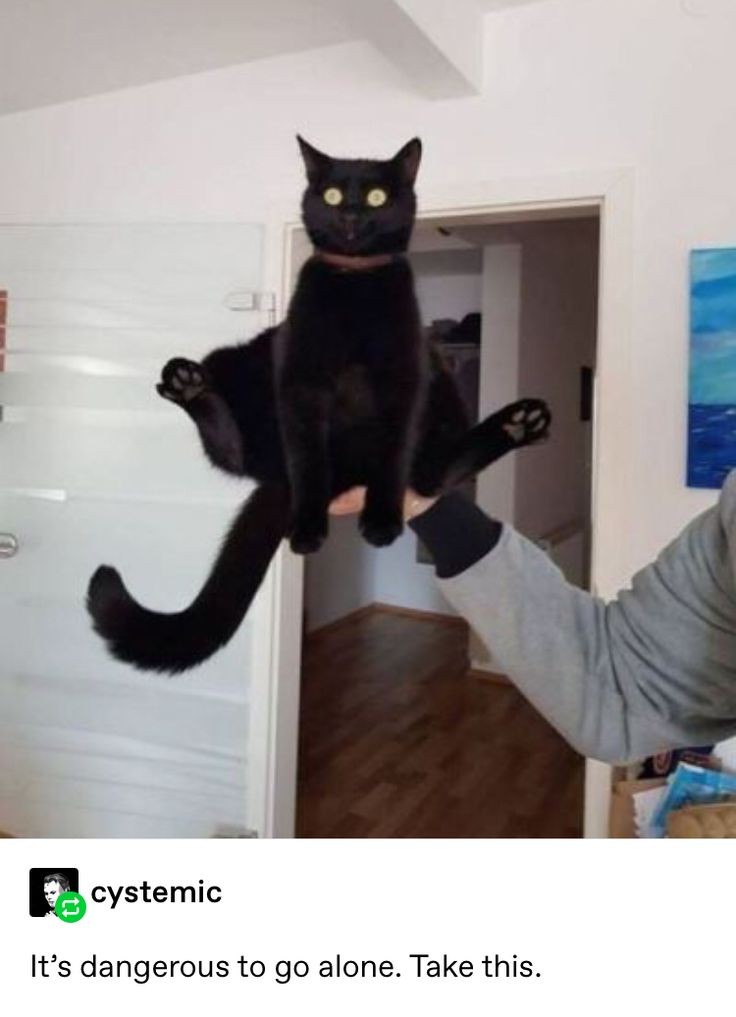 Dont Show Your Cat (@dontshowyourcat) on Twitter photo 