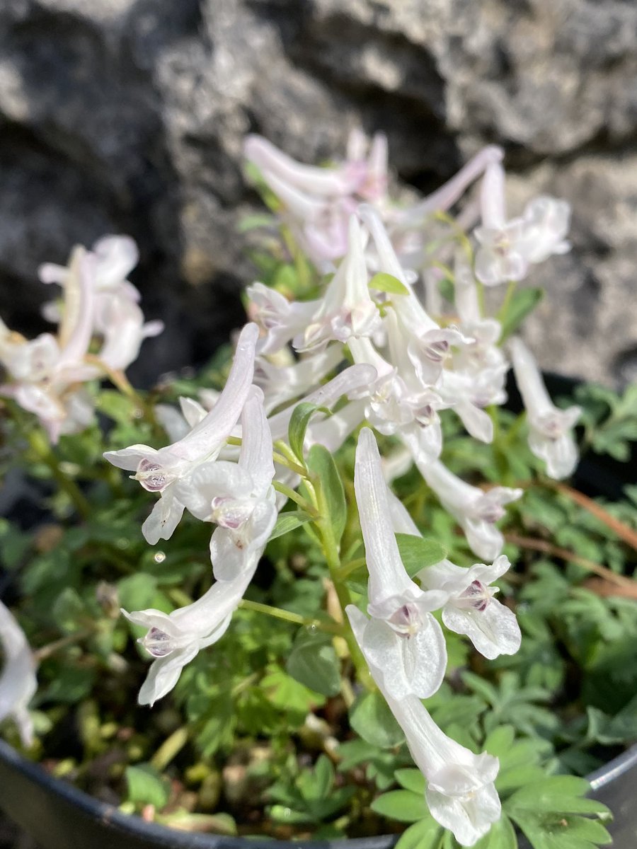 Some Corydalis solida x kusnetzovii hybrids. ‘Othello’ ‘Cherry Lady’ ‘Hera’ C. kusnetzovii #fairviewyearround