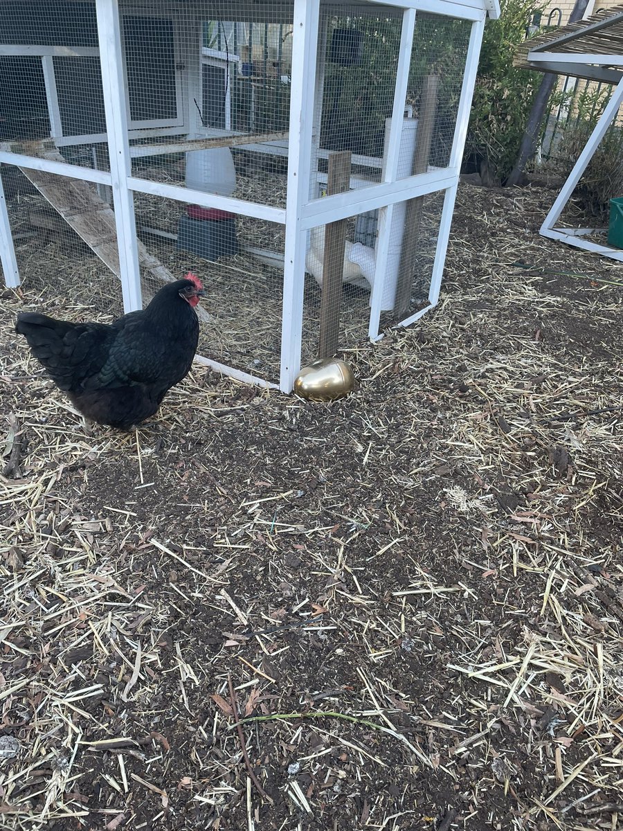 This morning there was much excitement in our school as four golden eggs appeared in the chicken coop! 

We have had fun creating a whole school Easter writing stimulus, based on the premise-‘if you can talk about it, you can write about it’.
@annesleyjuniorschool
#writing