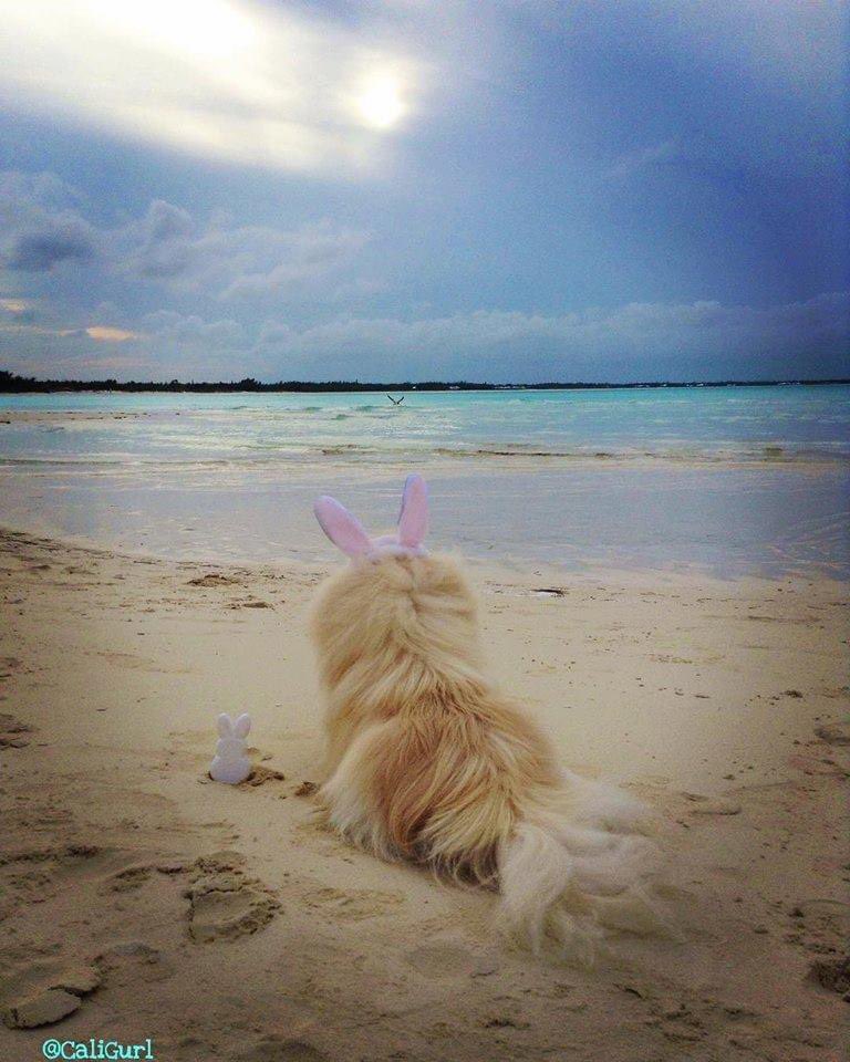 One #easter spent in hamas 🐇
#treasurecaytribute frum de begin-n 2013   #throwbacktuesday #memories
.
.
.
#treasurecay #abaco #abacos #abacobahamas  #caligurl #beachday #beachdog #beachlife #sandypaws #saltydog #lifesabeach #pawtales #flamingler #welltraveleddog #flamingling