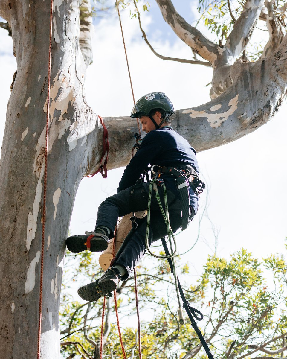 Check out our partnership with Heartwood Habitat ahead of the #RipCurlProBellsBeach! 🇦🇺🔔 Heartwood Habitat creates nesting boxes to restore habitats for local endangered species. Read more about their awesome efforts and our event with @tatiwest here: worldsurfleague.com/posts/528186/t…