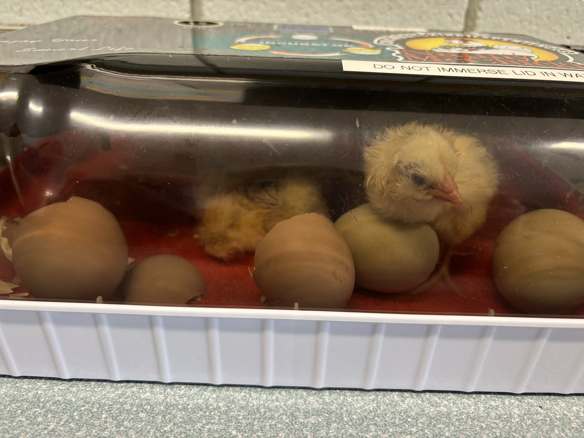 Today some of our chicks hatched!! @rvsed