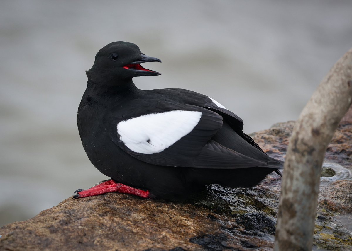 Love watching the black guillemots at Gyles Quay on the Cooley Peninsula. They belong to the Auk species so they are related to the puffin and the larger guillemot. @BirdWatchIE @BirdWatchingMag @Irishwildlife @Wildlife_IRE