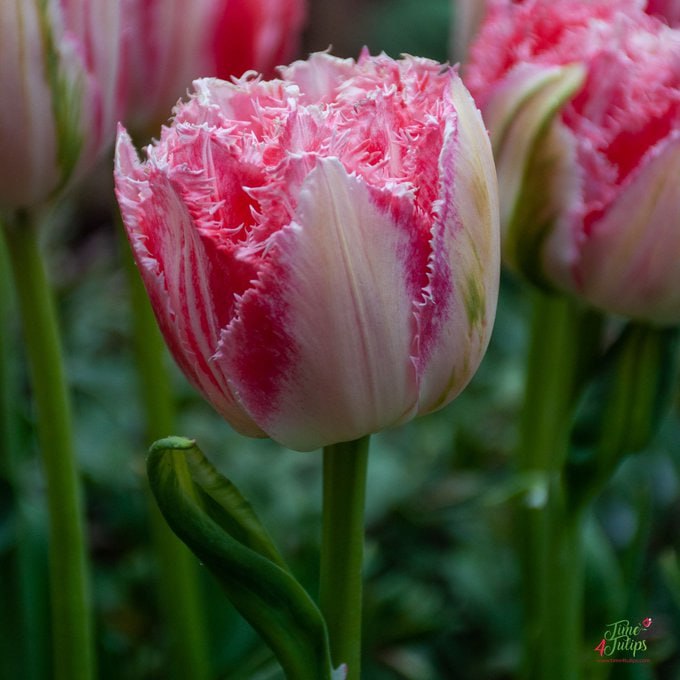MoaxPt's tweet photo. 🌷Tulip Ranomi is a beautiful double tulip with an intense pink edge. The peony-shaped flowers have many petals and therefore a luxurious appearance.
#บอลไทย #baltimorebridge #MASvsOMA #TheBachelorFinale https://t.co/VtQA69XOSo