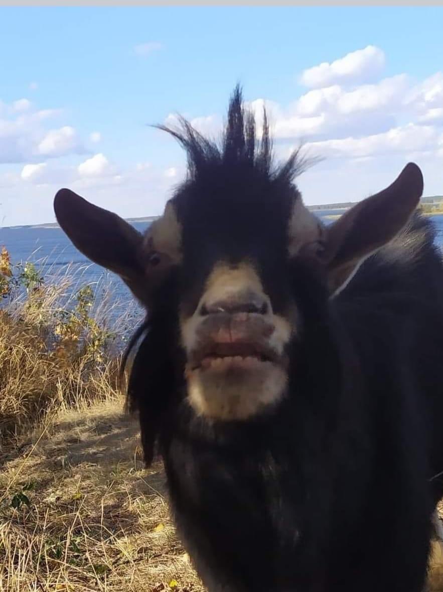 🐐 You Goat Mail 🐐 tweet media