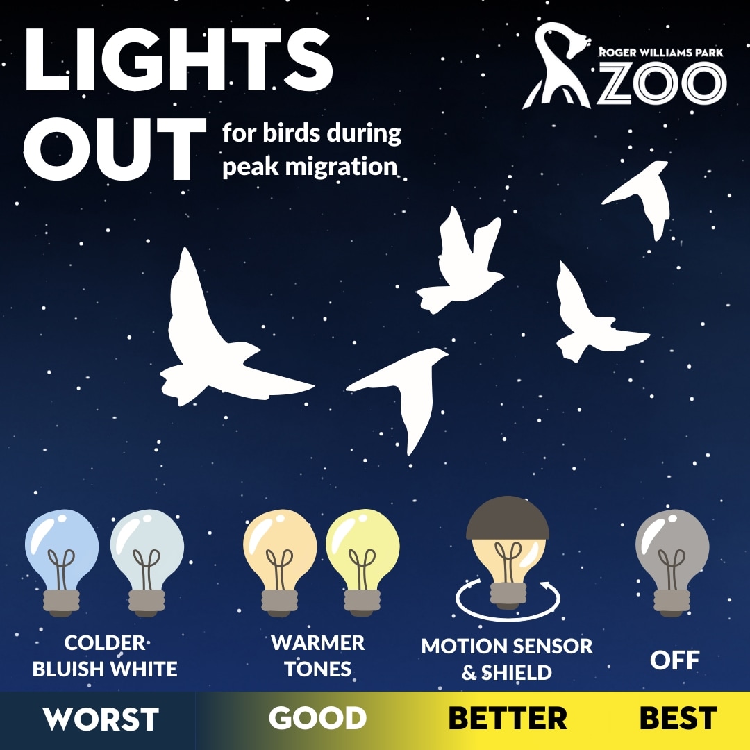 Spring is here and so are the birds! 🐦 Bird migration has begun and we can help them on their journeys by turning off our outside lights at night. Bright lights can confuse these feathered friends. So flip the switch and be a hero for our flying buddies! #BirdsOfAFeather