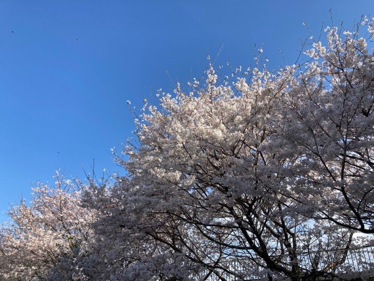みんな〜おはようさん🌼 今日は #さくらの日 ということで、去年のライオンケミカル新堂工場前の桜🌸 今年はいつ開花するかなあ😆✨ #企業公式つぶやき部