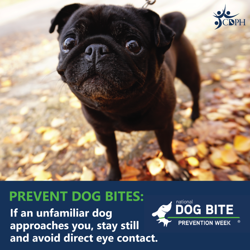 If a dog you don’t know comes up you, don’t panic or run. Stop, stand still, and slowly back away from the dog. Stay quiet and calm and avoid direct eye contact with the dog. Teach kids how to be safe around dogs.
avma.org/resources-tool…

#PreventDogBites
#DogBitePreventionWeek