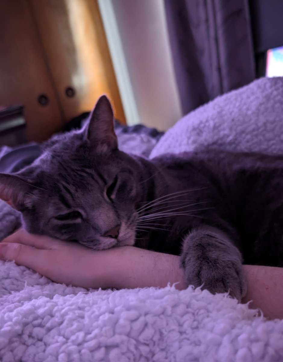 You know your cat loves you when he lays his head on your hand🥹❤️