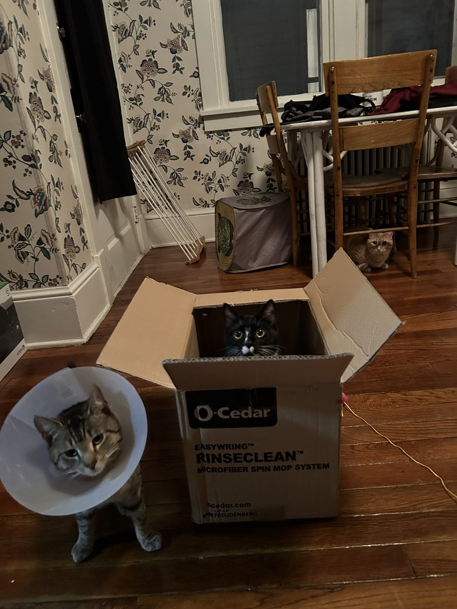 icki__nicki's tweet photo. Well, we officially have 3 cats now.. https://t.co/C2U0ItXbQx