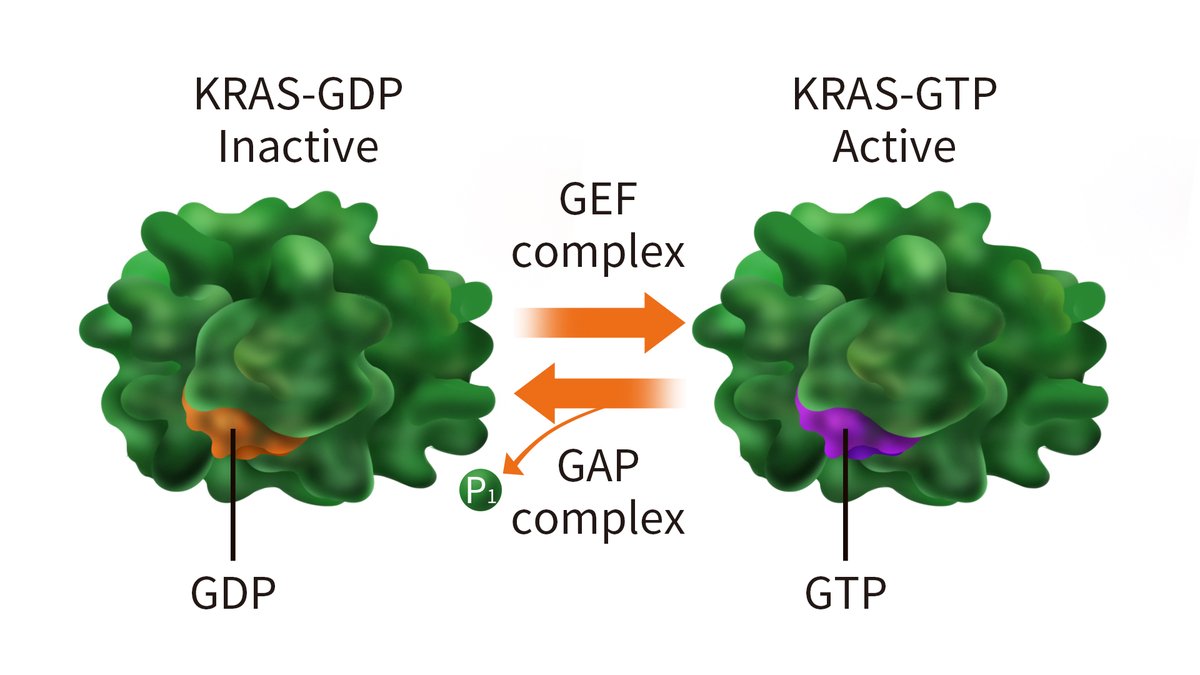 @TumorBoardTues @MPishvaian @IntegrityCE @DrShubhamPant @PanCAN @lustgartenfdn 6/17 #TumorBoardTuesday Mini 🐦orial 2👨🏽‍🏫 It has long been a dream to 🎯KRAS! RAS is a GTPase-when GTP is bound, KRAS is ✅ When GDP is bound, it’s ❌ Normally, we try to drug the pocket where GTP binds–but we can’t easily reach it in KRAS, and the protein binds GTP tightly!