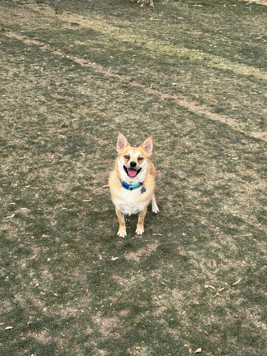 Brenden 🐶 tweet media