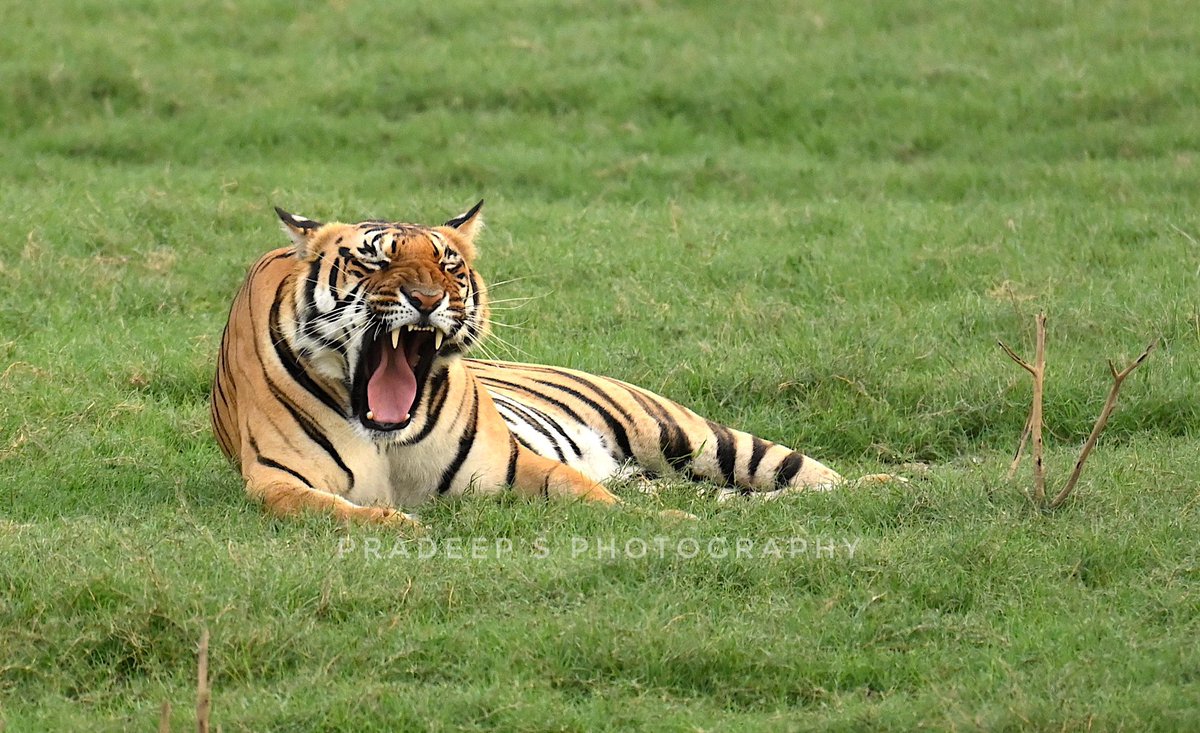 Count my teeth
#tigerpradeepsingh #pradeepswildlifeexpeditions #tigerprasangsingh #tigersafariwithpradeepsingh 
#netgeotravel #netgeowild #nationalgeographic #bbcearth #bbctravel  #sanctuaryasia #natureinfocus #animalphotography #wildnature  #wildlifephotography #wildlifeonearth