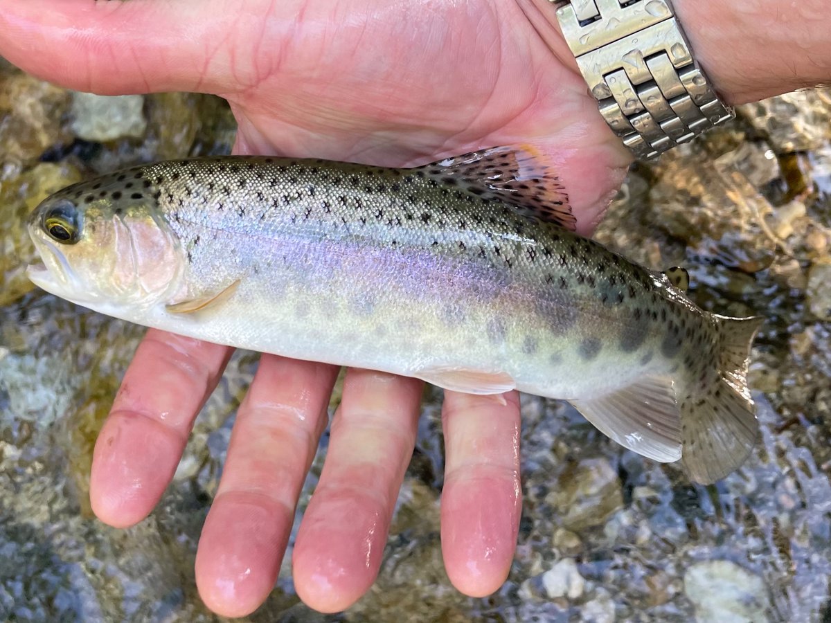 The wild trout of Pasadena, California