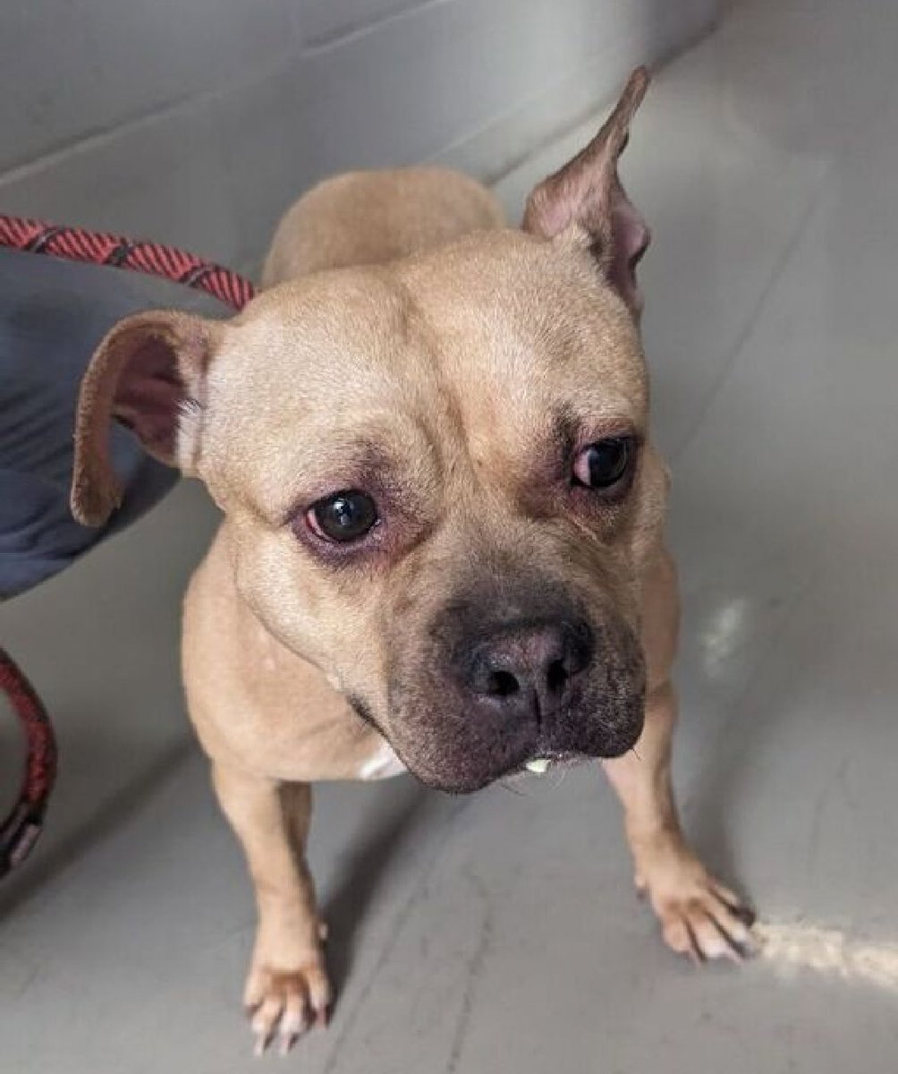 Zoey's 192187 family can no longer afford. Just three years old and a wonderful family dog who lived with kids age 1, 3, 5, 6 and 7 - after arriving March 21, NYCACC has rushed TBK Thursday. Crate and house trained, she loved her bath time, lived with and loved her canine…