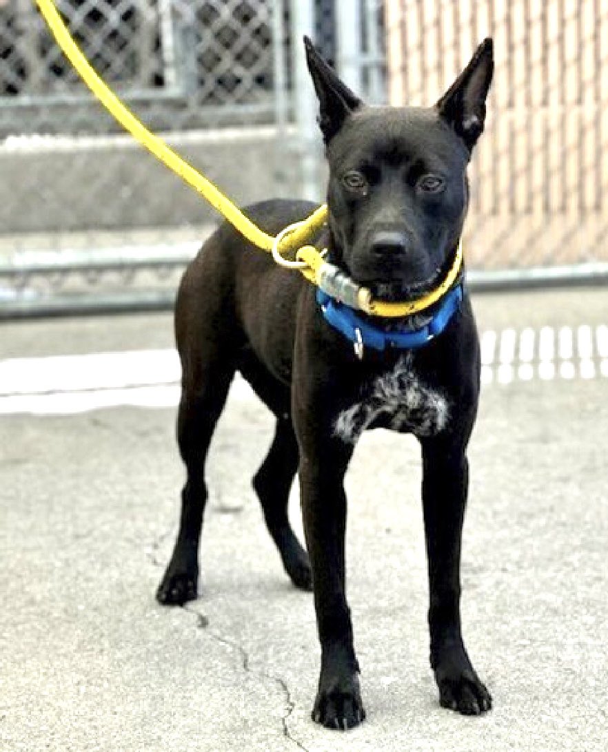 Failed by her family, Starlet 192436 is just 7 months old and dumped for her family moving. Of course she's 'not acclimated' to the terrifying pound environment, she's a young puppy who arrived March 22 and who's now TBK Thursday in NYCACC. When out of her kennel, she's highly