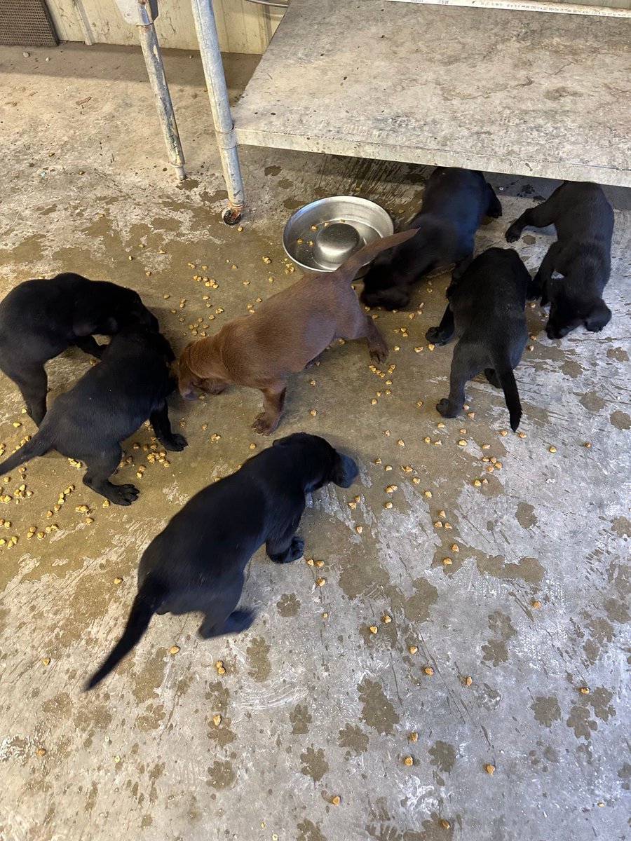 3RingKennels's tweet photo. Welp, I guess the upside of spilling food and water on the dog farm is that there is never a lack of willing cleanup crews. #TychoXAnnie #Puppies #LabPuppies https://t.co/WgUPaBhUoO